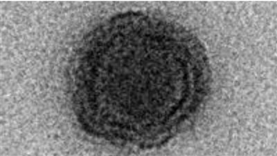 ليس لها مثيل.. اكتشاف مجموعة جديدة من الفيروسات الغامضة