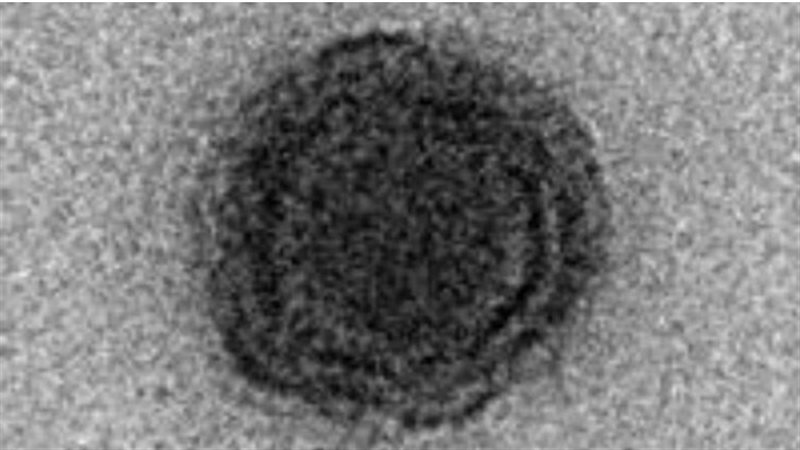فيروسات mirusvirus