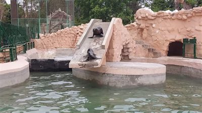 إقبال متوسط على حديقة الحيوان في الإسكندرية 