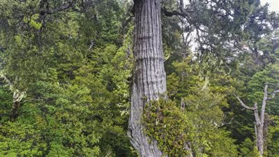 حكاية أقدم شجرة على الكوكب وعلاقتها بالتغير المناخي 