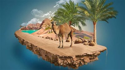 انطلاق فعاليات مهرجان الهجن بسيناء الأربعاء