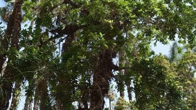 معرض قصر محمد علي بالمنيل يبرز أشجار الجميز الكاذب