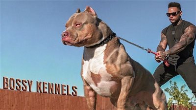 السجن المؤبد لمن يتعدى على شخص باستخدام كلب في هذه الحالة