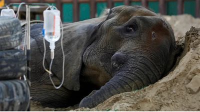 نفوق أنثى الفيل الشهيرة نور جيهان يثير ضجة كبرى في باكستان