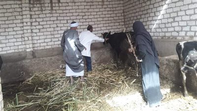تحصين 52 ألف ماشية ضد الحمى القلاعية والوادي المتصدع بالأقصر