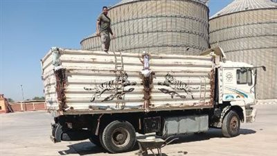 توريد 2715 طن قمح محلي لصوامع الشرقية