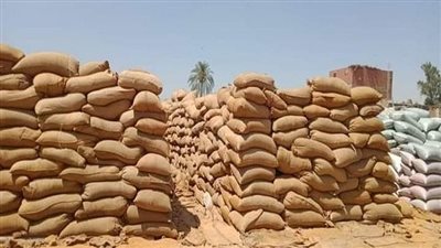 موسم القمح 2023، الذهب الأبيض في أرض المحافظات، 13 لجنة لاستلام القمح بأسيوط، توريد 1462 طنًّا بالمنيا، وتوريد 2715 طنًّا بالشرقية، 9 قرارات جديدة بشأن القمح