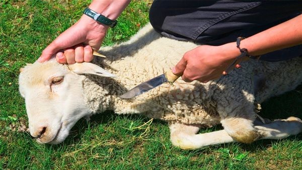 حكم نسيان نية الأضحية في أول ذي الحجة.. الإفتاء تجيب