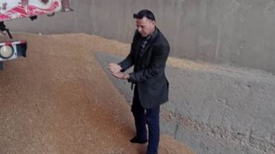 استمرار توريد القمح لصوامع وهناجر الشرقية 