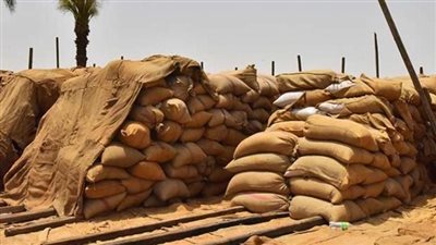 التموين: عقوبات للمزارعين الممتنعين عن توريد القمح 