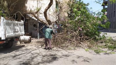 رفع آثار شجرة هشمت سيارة بشارع 6 أكتوبر بحي جنوب الجيزة
