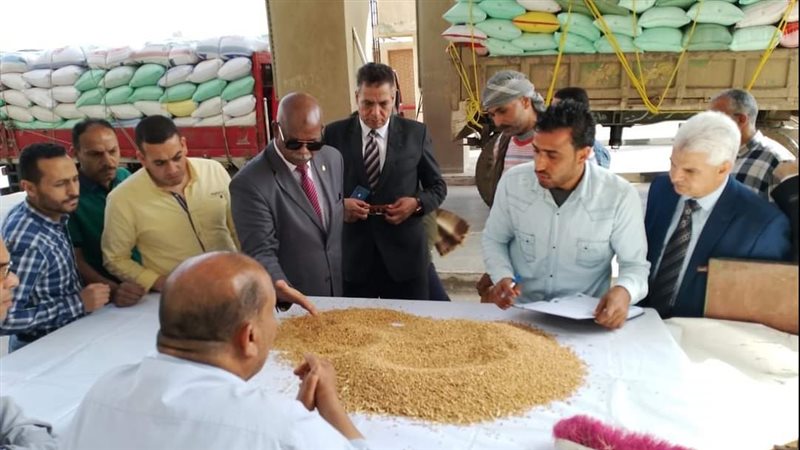 محصول القمح بالقليوبية،