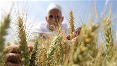 الزراعة تكشف طريقة نقع تقاوي القمح قبل زراعتها لمواجهة البرودة
