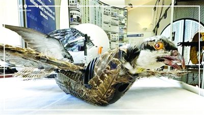 تحويل الطيور النافقة إلى طائرات مسيرة.. ما القصة؟ ( فيديوجراف)