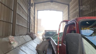 إقبال كثيف من المزارعين على توريد القمح بالمنوفية (فيديو)