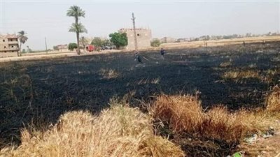 السيطرة على حريق بمحصول قمح بالمنيا 