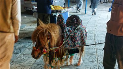  الصيف بدأ بدري، إقبال على كورنيش مطروح والخيل والبيتش باجي أبرز المشاهد (صور)