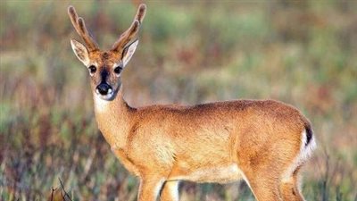 تفسير حلم رؤية الغزالة في المنام وعلاقته بالخير والسعادة وتخطي الصعاب والأزمات 