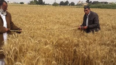 زراعة الإسكندرية تنفذ يوم حصاد لـ22 ألف فدان قمح في برج العرب 