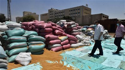 ضبط 30 طن قمح محلي قبل بيعه في السوق السوداء بالغربية