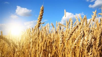 توريد 14.7 ألف طن قمح محلي لصوامع القليوبية 