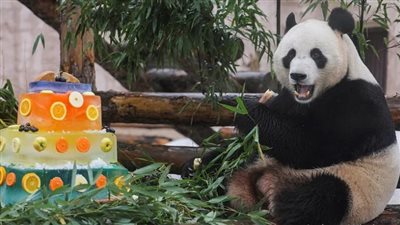 الباندا يايا تظهر تراجع العلاقات بين الصين وأمريكا