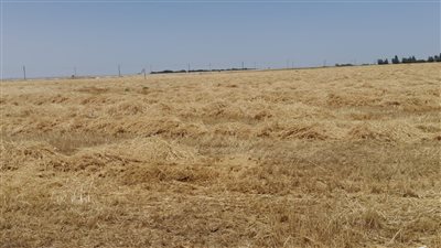 محافظ الإسماعيلية يؤكد جاهزية الصوامع لاستقبال محصول القمح 