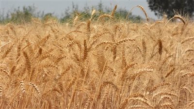 نائب محافظ البحيرة تتابع حصاد القمح بمركز إيتاي البارود (صور)