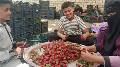 سيدات المنوفية الشقيانة.. أحلام تعمل 12 ساعة في فرز الفراولة.. وإيمان تصطحب طفلها (فيديو وصور)