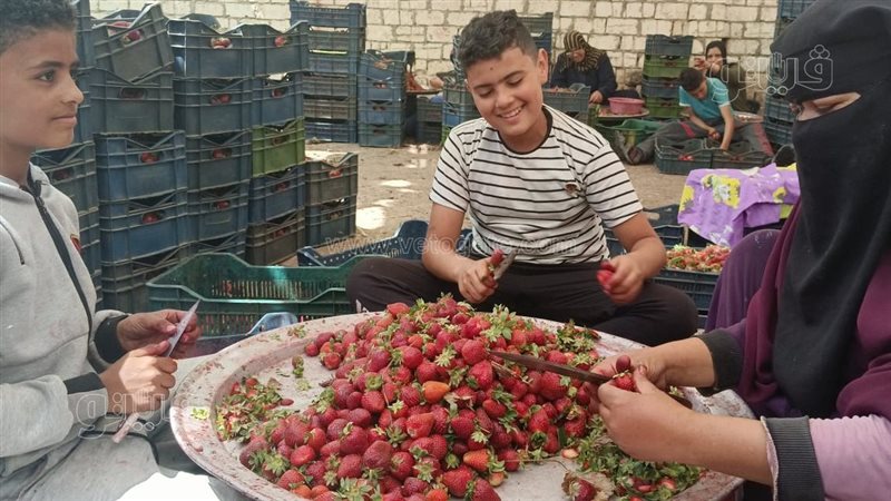 فرز الفراولة فى المنوفية،