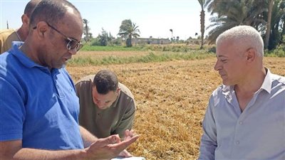 لجنة خاصة من وزارة الزراعة لمتابعة حصاد وتوريد القمح في بني سويف