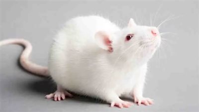  تفسير رؤية الفأر الأبيض في المنام وعلاقته بالتخلص من الأعداء