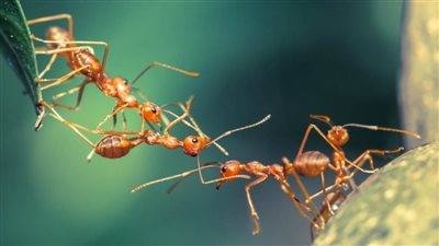  عالم أزهري: لا يجوز قتل النمل بالنار أو مبيد حارق