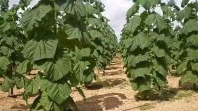 12 فائدة لزراعة أشجار الباولونيا في مصر، عودة الحياة البرية للطبيعة أبرزها