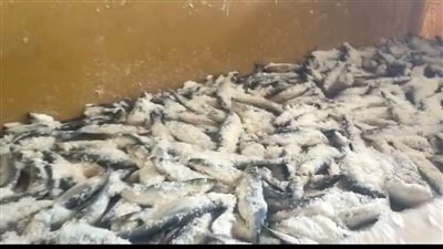 ضبط طن ونصف رنجة غير صالحة للاستهلاك الآدمي بالدقهلية 