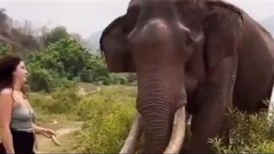 امرأة تستفز فيلا والنتيجة غير متوقعة (فيديو) 