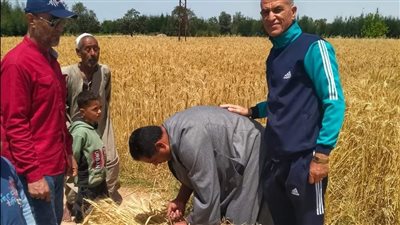 مهندسو زراعة الإسماعيلية يواصلون متابعة حصاد محصول القمح (صور) 