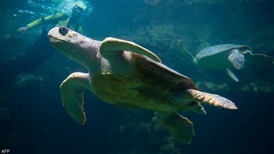 أسباب تهدد السلاحف البحرية بالانقراض في مصر