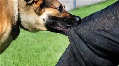 5 التزامات على حائزي الحيوانات الخطرة وفقا للقانون الجديد