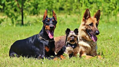 مجلس النواب يوافق على التزامات حائز الحيوان الخطر 