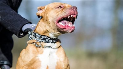 سجن مؤبد وغرامة 4 ملايين جنيه، عقوبات رادعة بقانون حيازة الحيوانات الخطرة 
