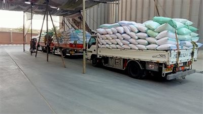 توريد 51 ألف طن قمح لصوامع وشون الدقهلية 