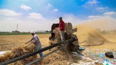 توريد 372 ألف طن قمح بجميع مراكز المنيا