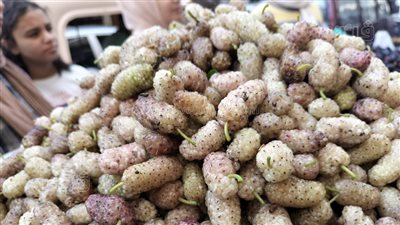 11 نوع توت وفوائد كبيرة لمرضى القولون (فيديو)