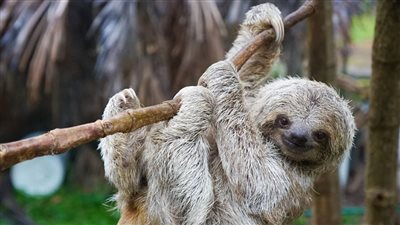 لماذا لا يمرض حيوان 