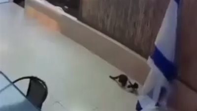 بعد الغراب، قط يسقط علم إسرائيل على الأرض والنشطاء: علامات النهاية (فيديو)