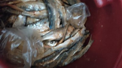 ضبط 24 طن لحوم وأسماك مملحة ومدخنة فاسدة في الجيزة (صور) 