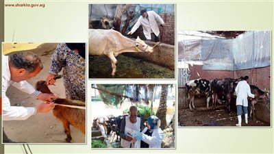 بيطري الشرقية: تحصين 604 آلاف رأس ماشية 