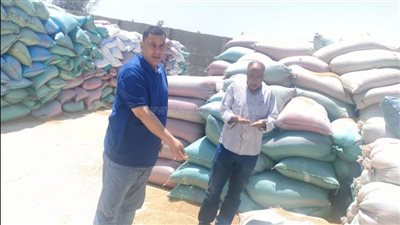 توريد 12 ألفا و706 أطنان قمح للشون والصوامع ببني سويف