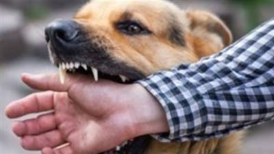 إصابة 12 طفلًا عقرهم كلب مسعور بشبرابابل في الغربية